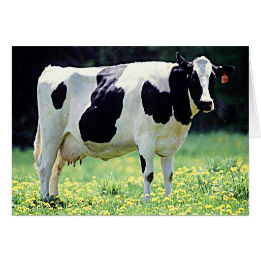 Wisconsin Dairy Cow Cards (Front Horizontal)