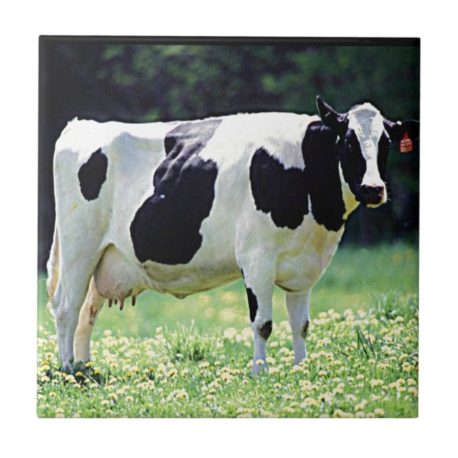 Wisconsin Dairy Cow Ceramic Tile (Front)