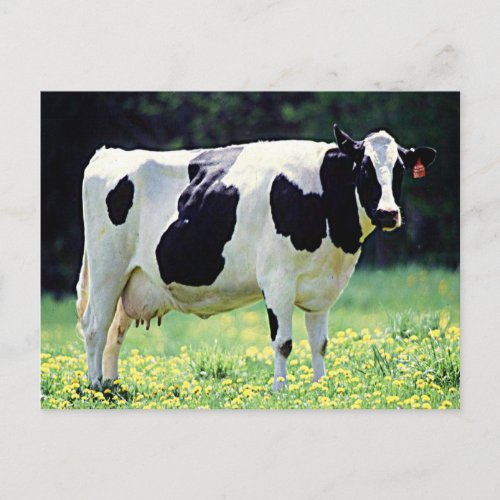 Wisconsin Dairy Cow Postcard