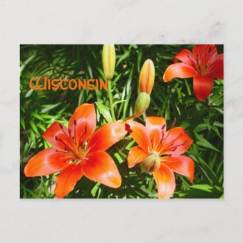 Wisconsin Lillies Postcard by archemedes at Zazzle