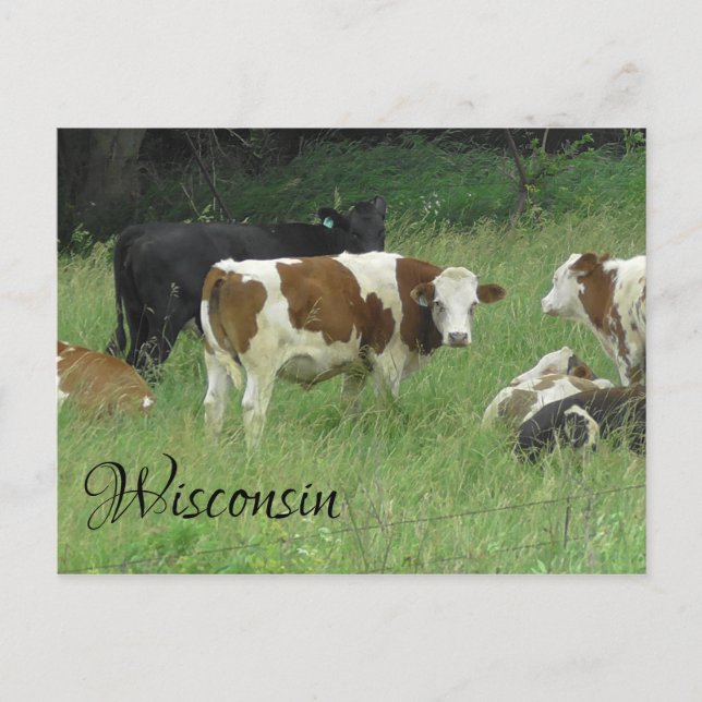 Wisconsin Postcard with photo of Cow in Pasture (Front)