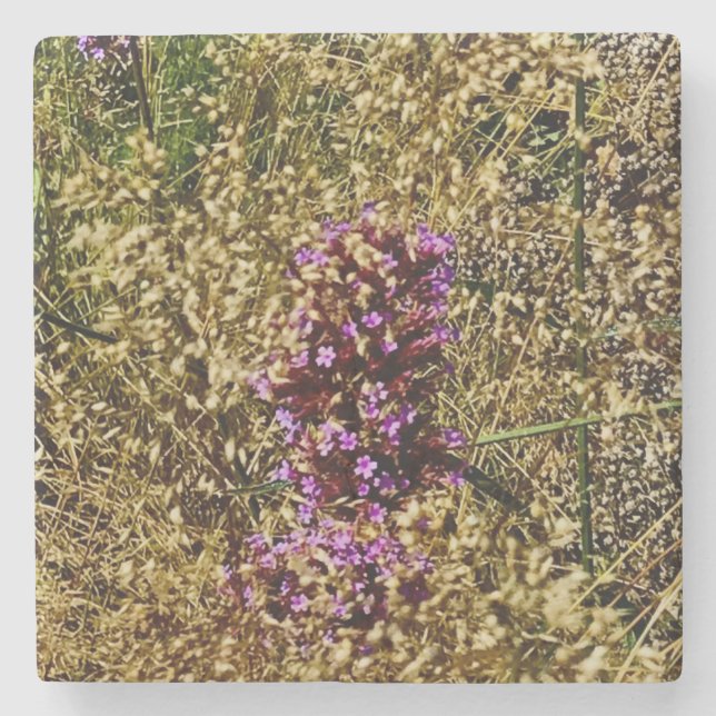 Wisconsin Purple Wildflower , Fall Close-up Stone Coaster (Front)