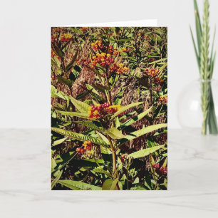 Wisconsin Red Wildflower Card