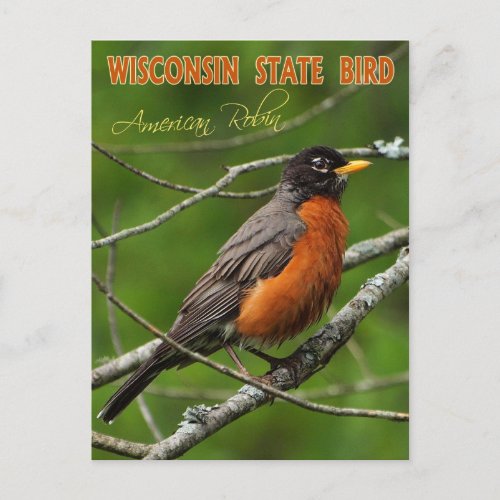 Wisconsin State Bird _ American Robin Postcard