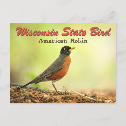 Wisconsin State Bird Robin Postcard