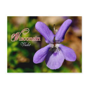 Wisconsin State Flower: Violet Postcard