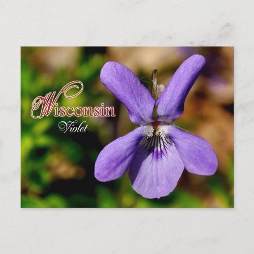 Wisconsin State Flower Violet Postcard