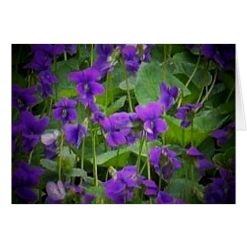 Wisconsin State Flower Wood Violet Card