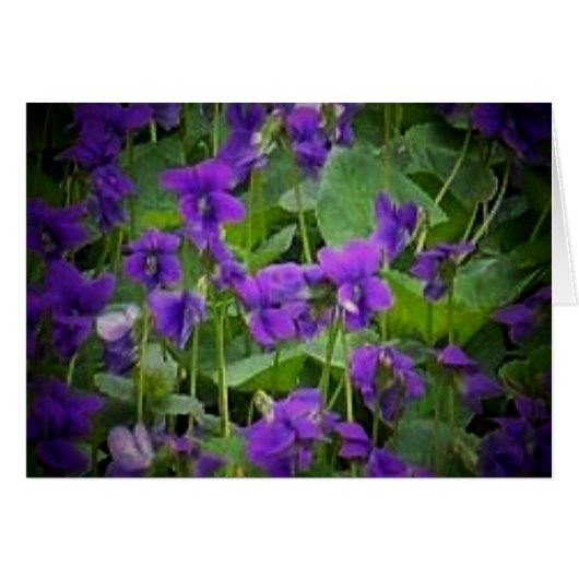 Wisconsin State Flower: Wood Violet Card (Front Horizontal)