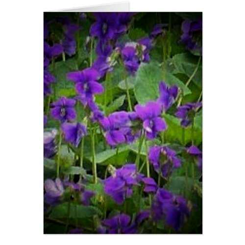 Wisconsin State Flower Wood Violet Card