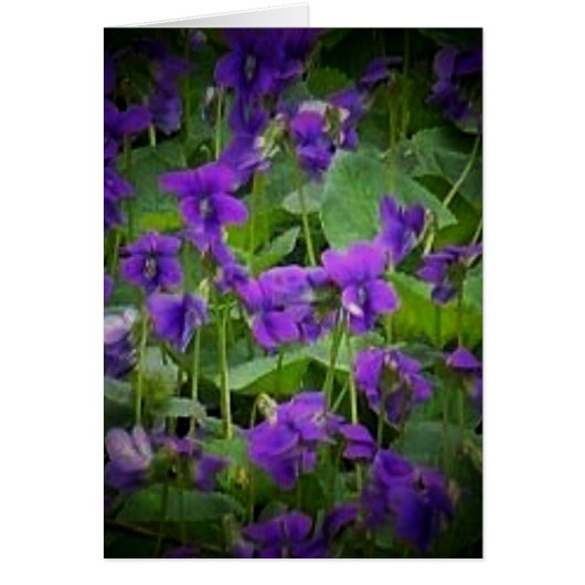Wisconsin State Flower: Wood Violet Card (Front)