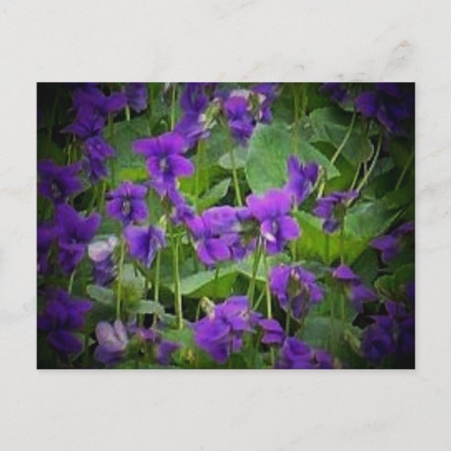 Wisconsin State Flower: Wood Violet Postcard (Front)