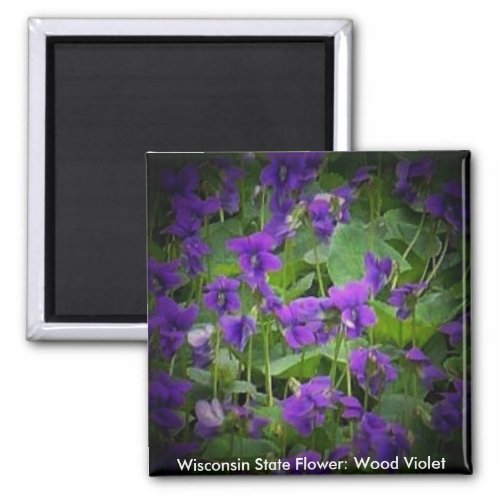 Wisconsin State Flower Wood Violet Spotlight Magnet