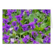 Wisconsin Wood Violets (Front Horizontal)
