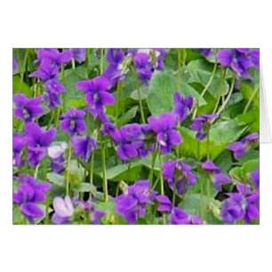 Wisconsin Wood Violets Cards