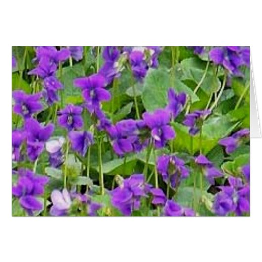 Wisconsin Wood Violets Cards (Front Horizontal)