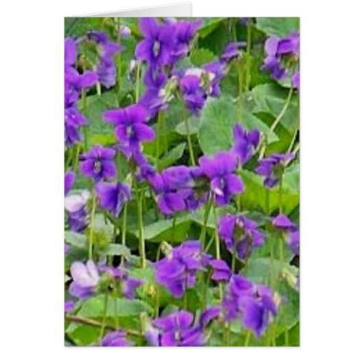 Wisconsin Wood Violets Cards (Front)