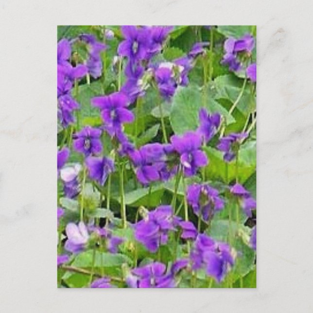Wisconsin Wood Violets - Customized Postcard (Front)