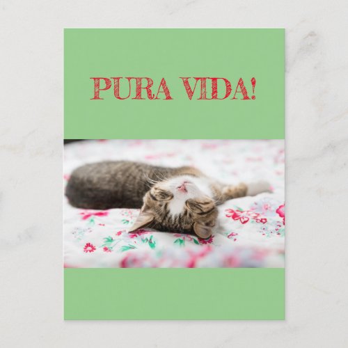 Wisdom  Humor PuraVida Cat sleeps in green Postcard