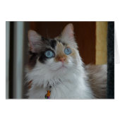 Wisdom Looks Up Card (Front Horizontal)