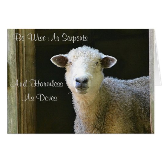 Wise As Serpents Sheep Cards (Front Horizontal)