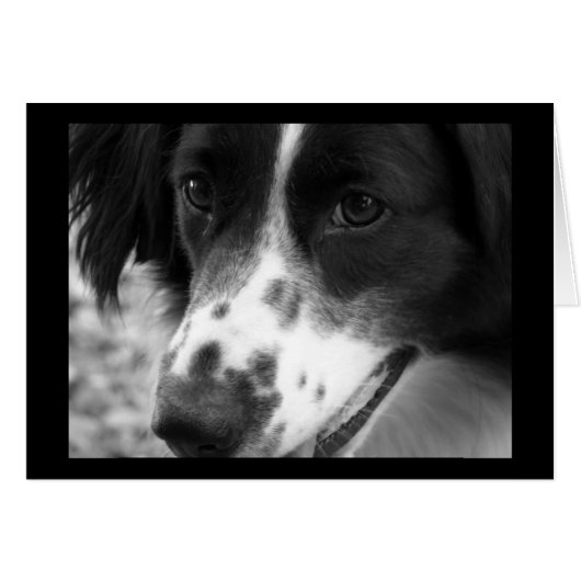 Wise Dog Cards (Front Horizontal)