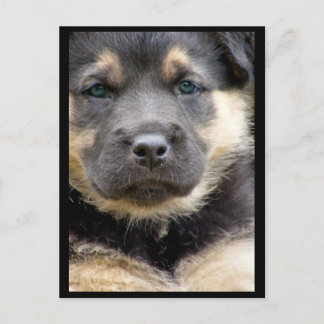 Wise Eyes Postcards