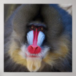 Wise Mandrill Monkey Poster