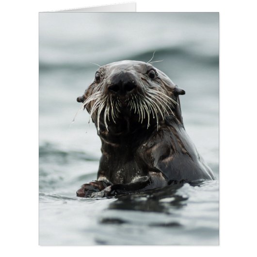 Wise Otter Cards (Front)