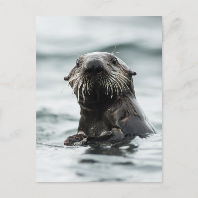 Wise Otter Postcard (Front)