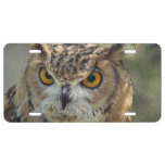 Wise Owl License Plate