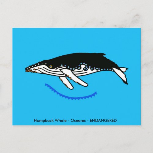 Wish you were here Endangered Humpback WHALE Postcard
