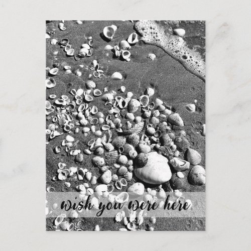 WISH YOU WERE HERE Seashells Beach Black  White Postcard