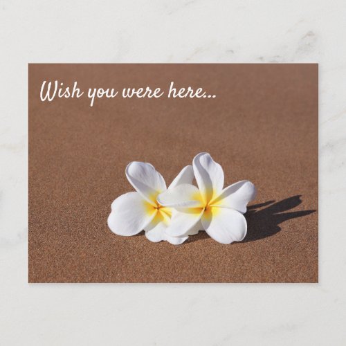 Wish You Were Here White Plumeria Maui Postcard
