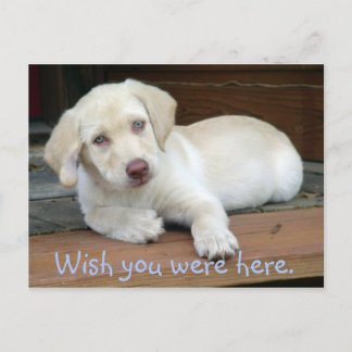 Wish You Were Here Yellow Lab Puppy Postcard