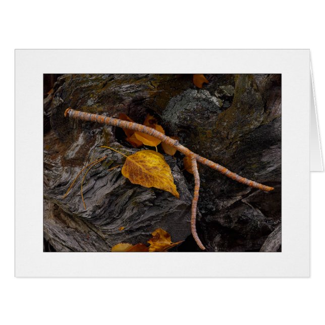 "Wishbone" Cards (Front Horizontal)