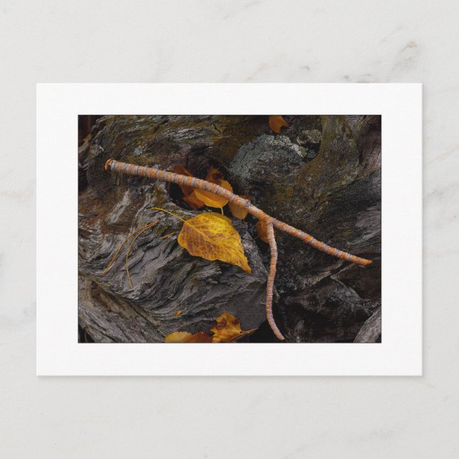 "Wishbone" Postcard (Front)