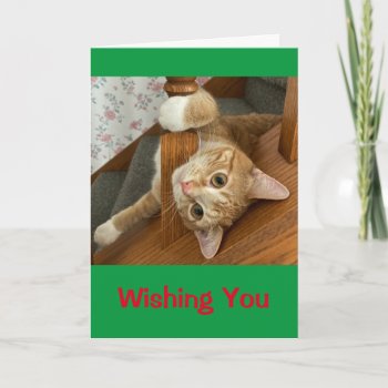 Wishing You Meowy Christmas! Card by MortOriginals at Zazzle