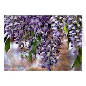 Wisteria (Front Horizontal)