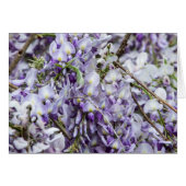 Wisteria (Front Horizontal)