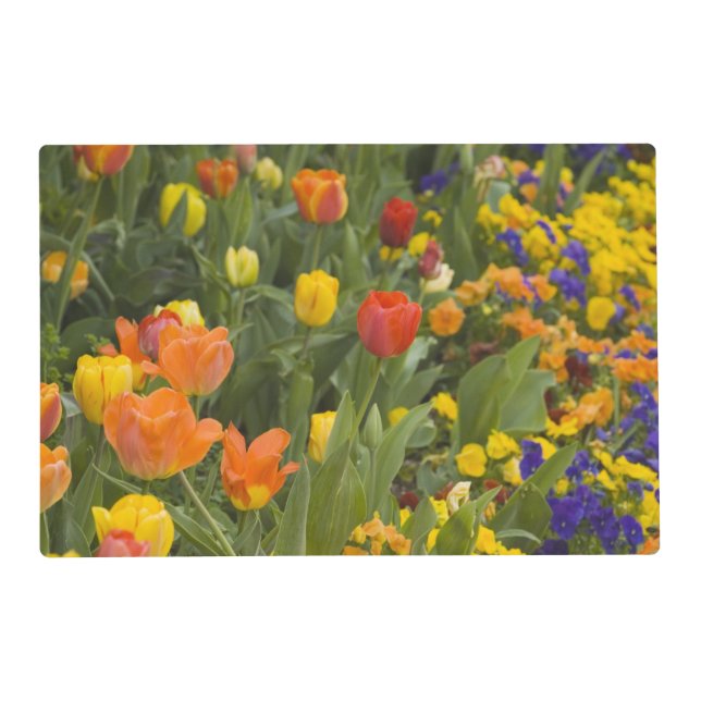 Wisteria and tulips in garden of Dumbarton Placemat (Front)