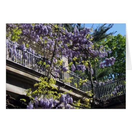Wisteria Balcony Cards (Front Horizontal)