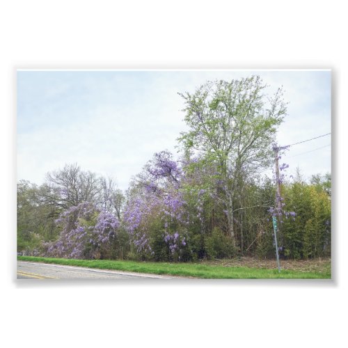 Wisteria Blooming Along a Texas Road Photo Print