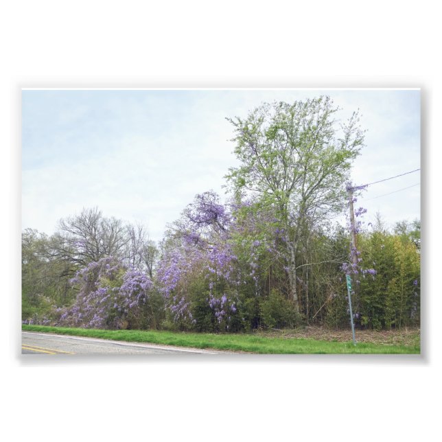Wisteria Blooming Along a Texas Road Photo Print (Front)