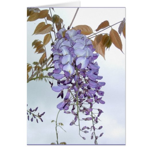 Wisteria Cards (Front)