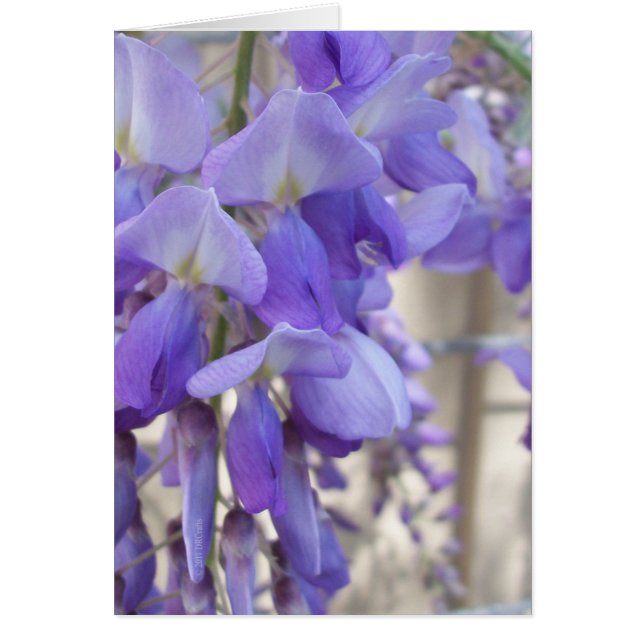 Wisteria Cards (Front)