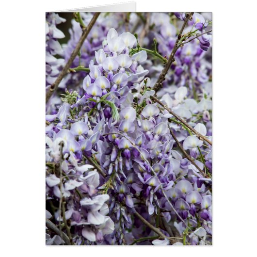 Wisteria Cards (Front)