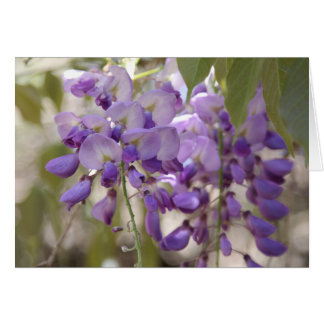Wisteria Cards