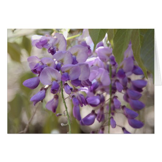 Wisteria Cards (Front Horizontal)