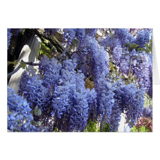 Wisteria Close Up Cards (Front Horizontal)